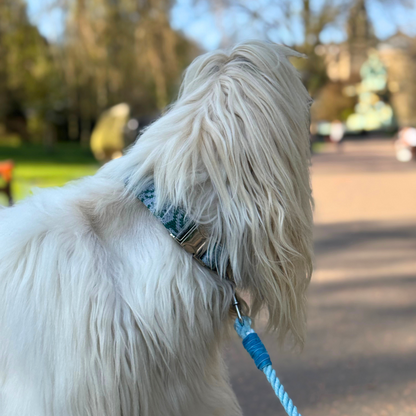 Jay - SS25 Collection - Luxury Dog Collar