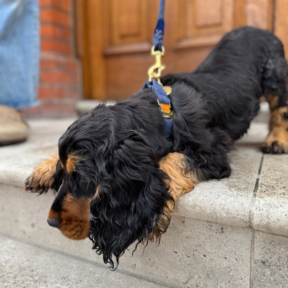 Midnight - The Holly Collection - Collar, Lead and Bow Tie Set
