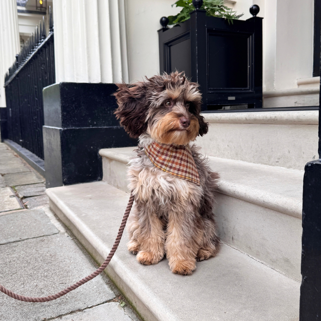 The Atholl Design - Dog Bandana - Glenlyon Collection