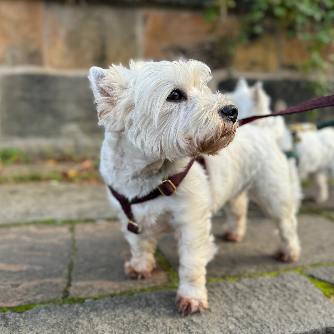 Burgundy - The Holly Collection - Luxury Dog Harness