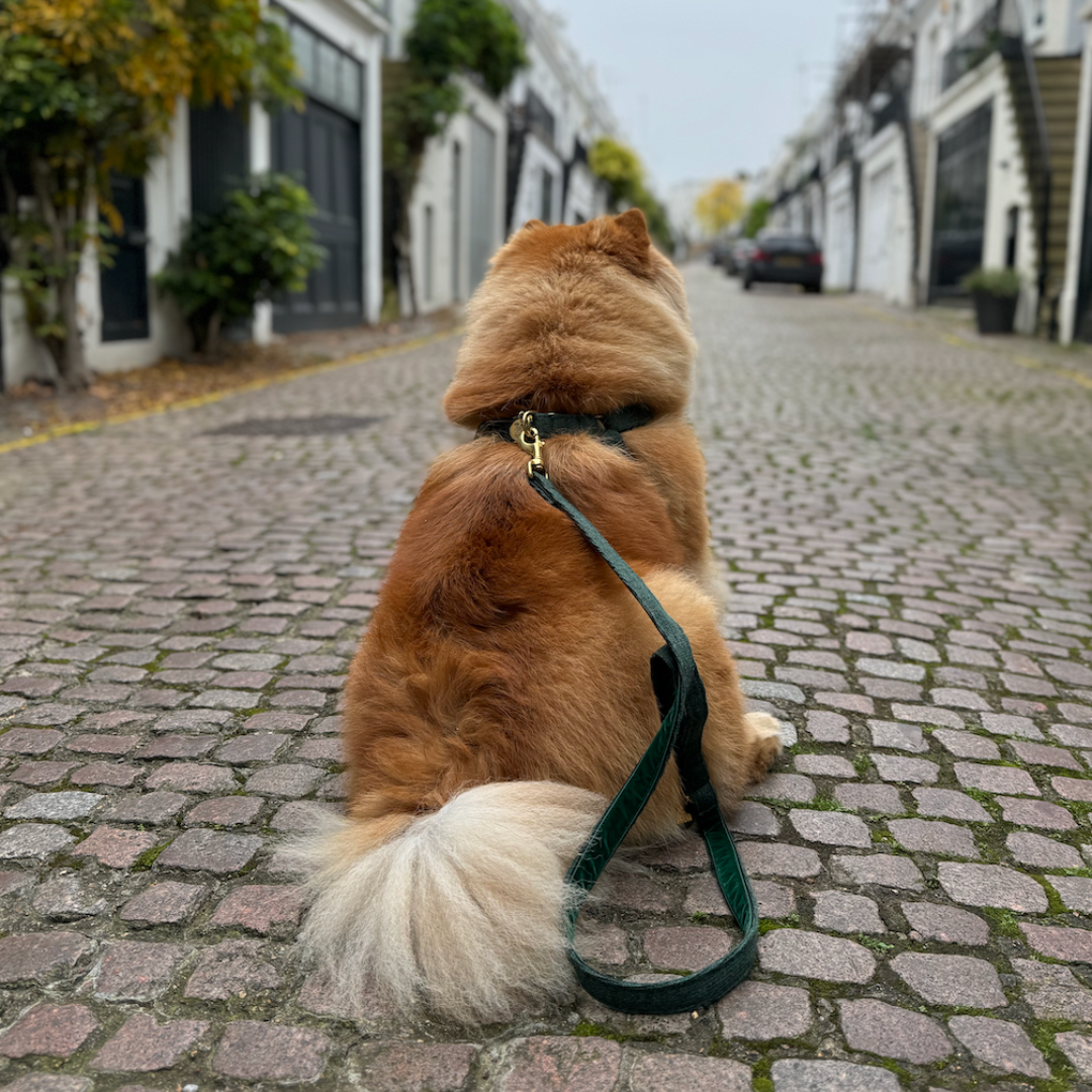 Tundra - The Holly Collection - Luxury Dog Harness