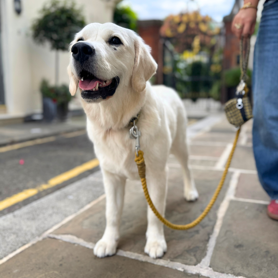 Richmond - Houndstooth '25 Collection - Puppy Pack