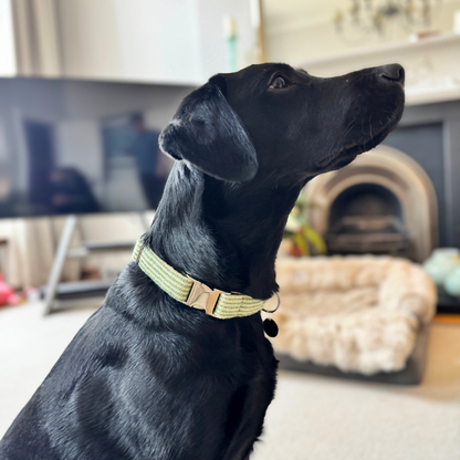 Pistachio - Tutti Collection - Luxury Dog Collar