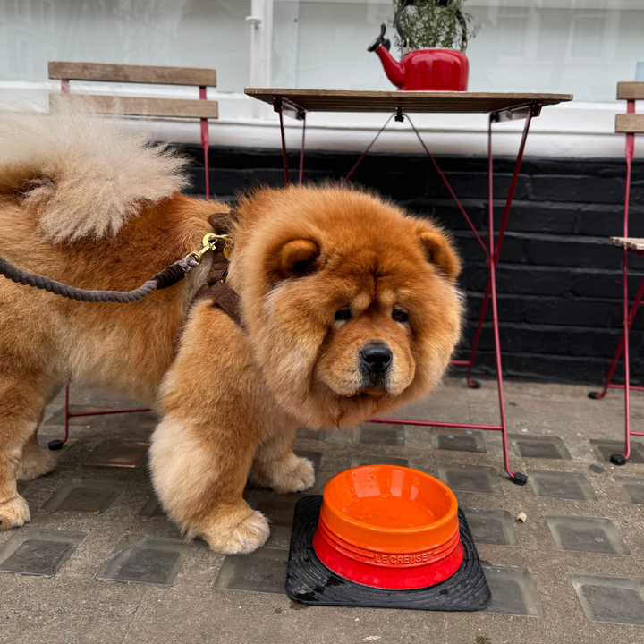 Bran - Debonair Collection - Luxury Dog Harness