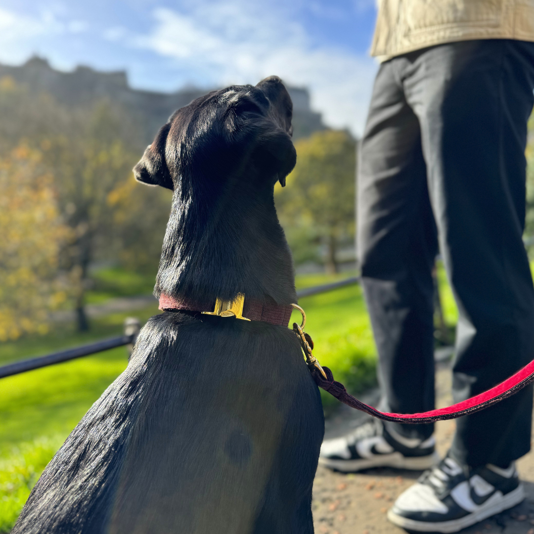 Burgundy - Debonair Collection - Luxury Dog Collar