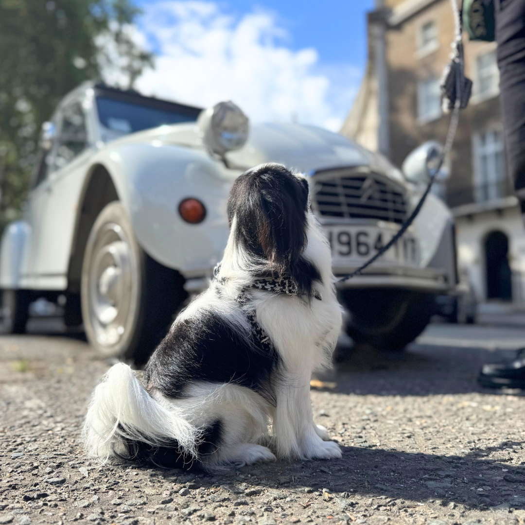 Soho - Houndstooth '25 Collection - Luxury Dog Harness