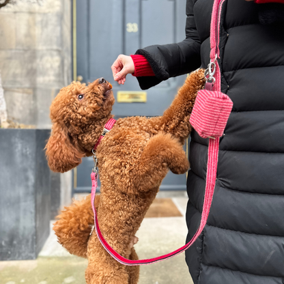 A Bond Like No Other - Luxury Dog Collars