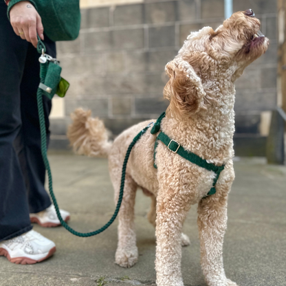 Clover Leaf - Autumn/Winter '23 Collection - Luxury Dog Harness