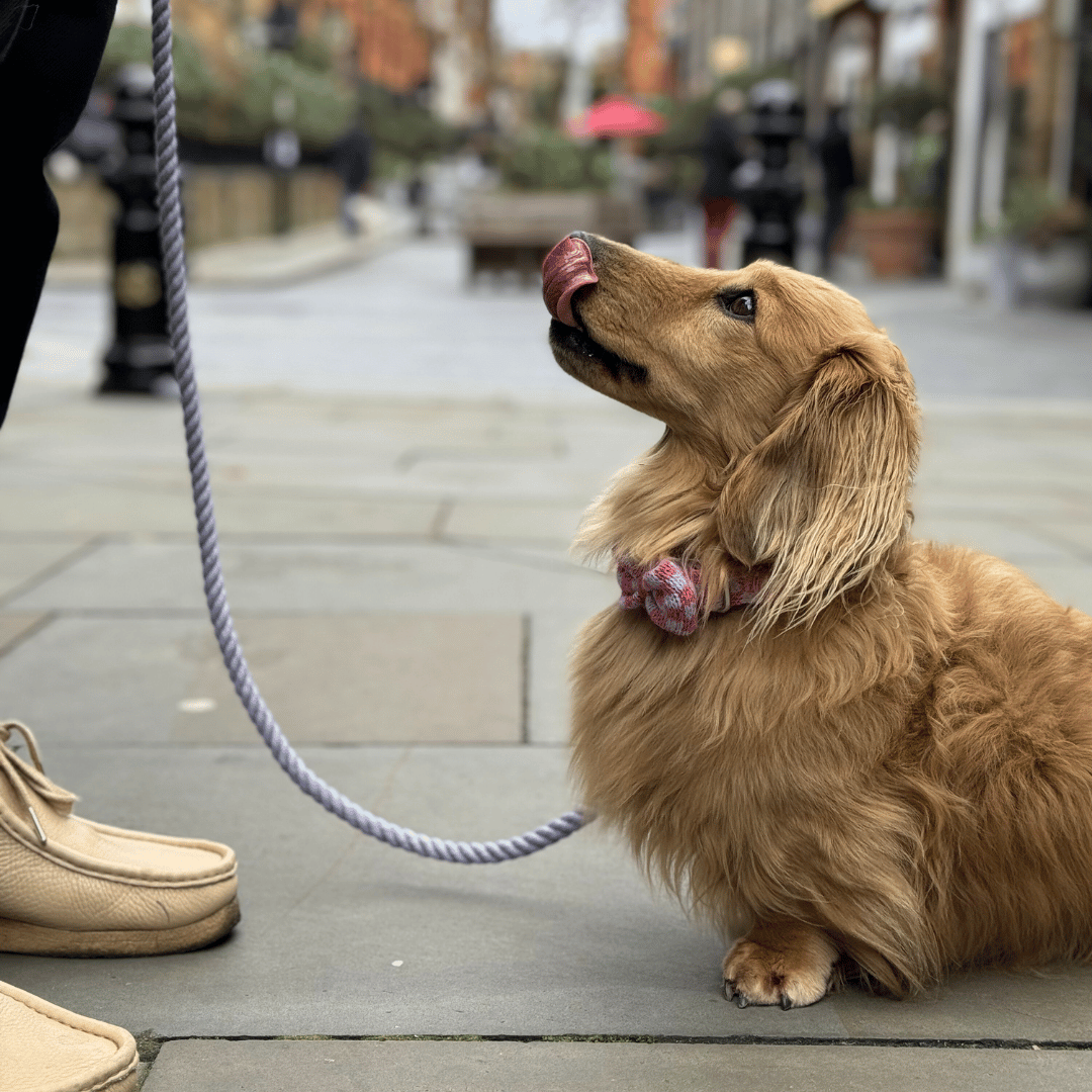 Freesia - SS24 Collection - Luxury Dog Collar