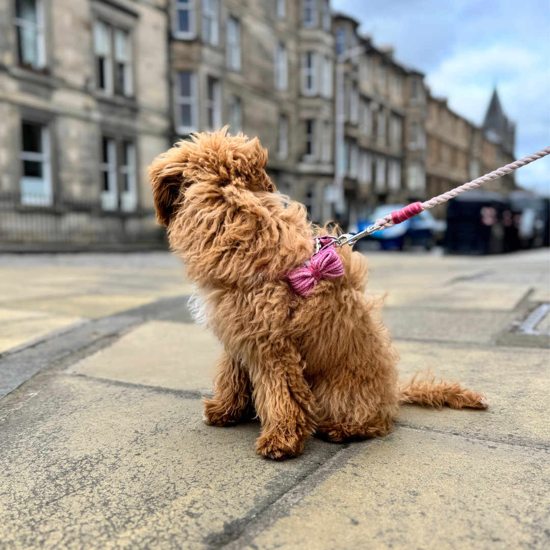 Sugarplum - Tutti Collection - Dog Bow Tie