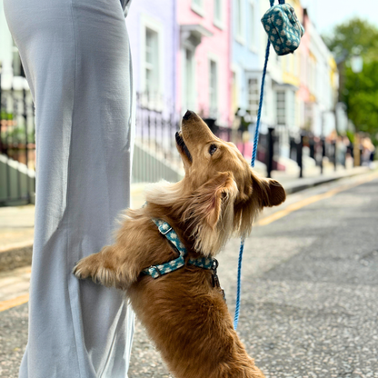 Bluebell - Polkadot Collection - Luxury Dog Harness