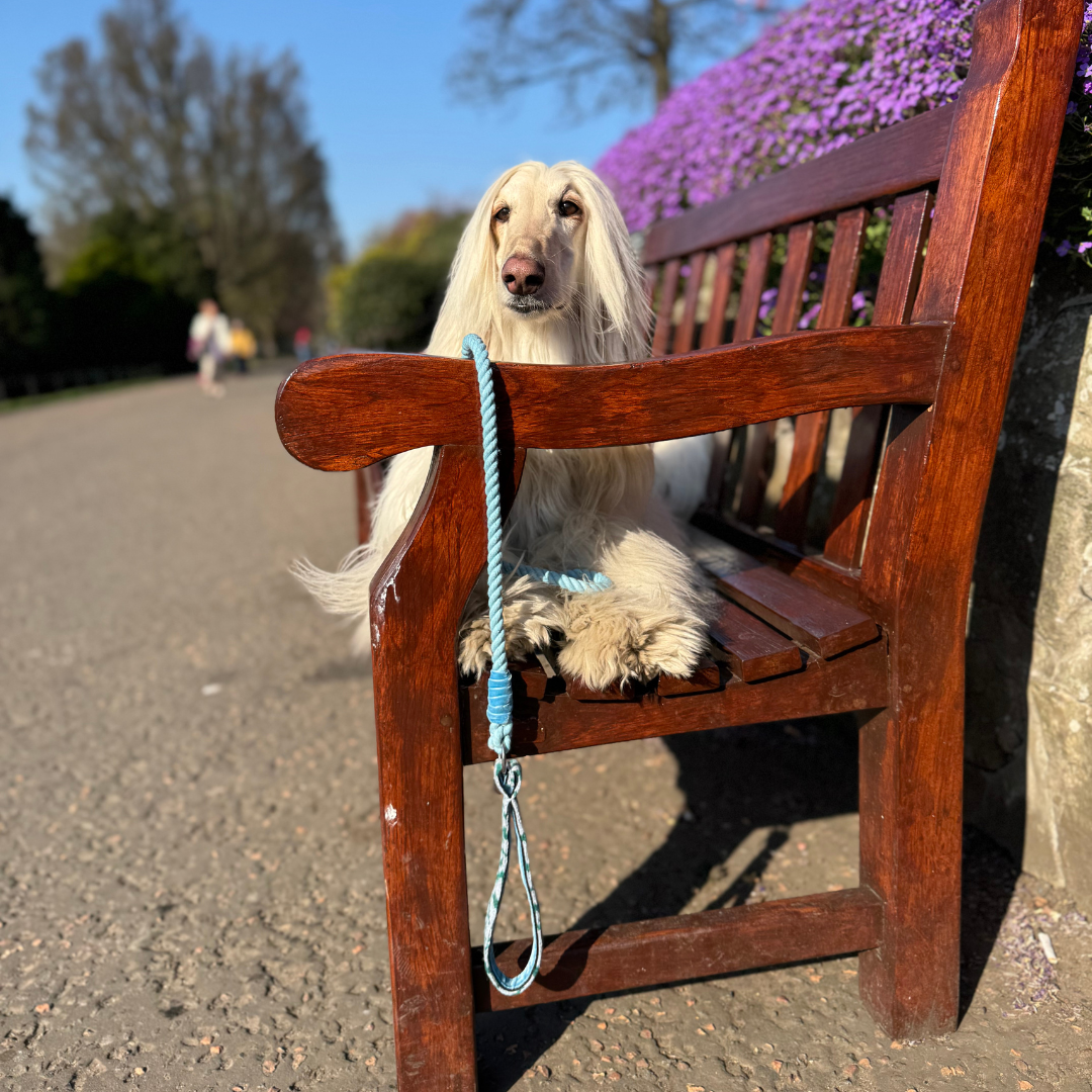 Jay - SS25 Collection - Luxury Dog Collar