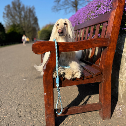 Jay - SS25 Collection - Luxury Dog Collar