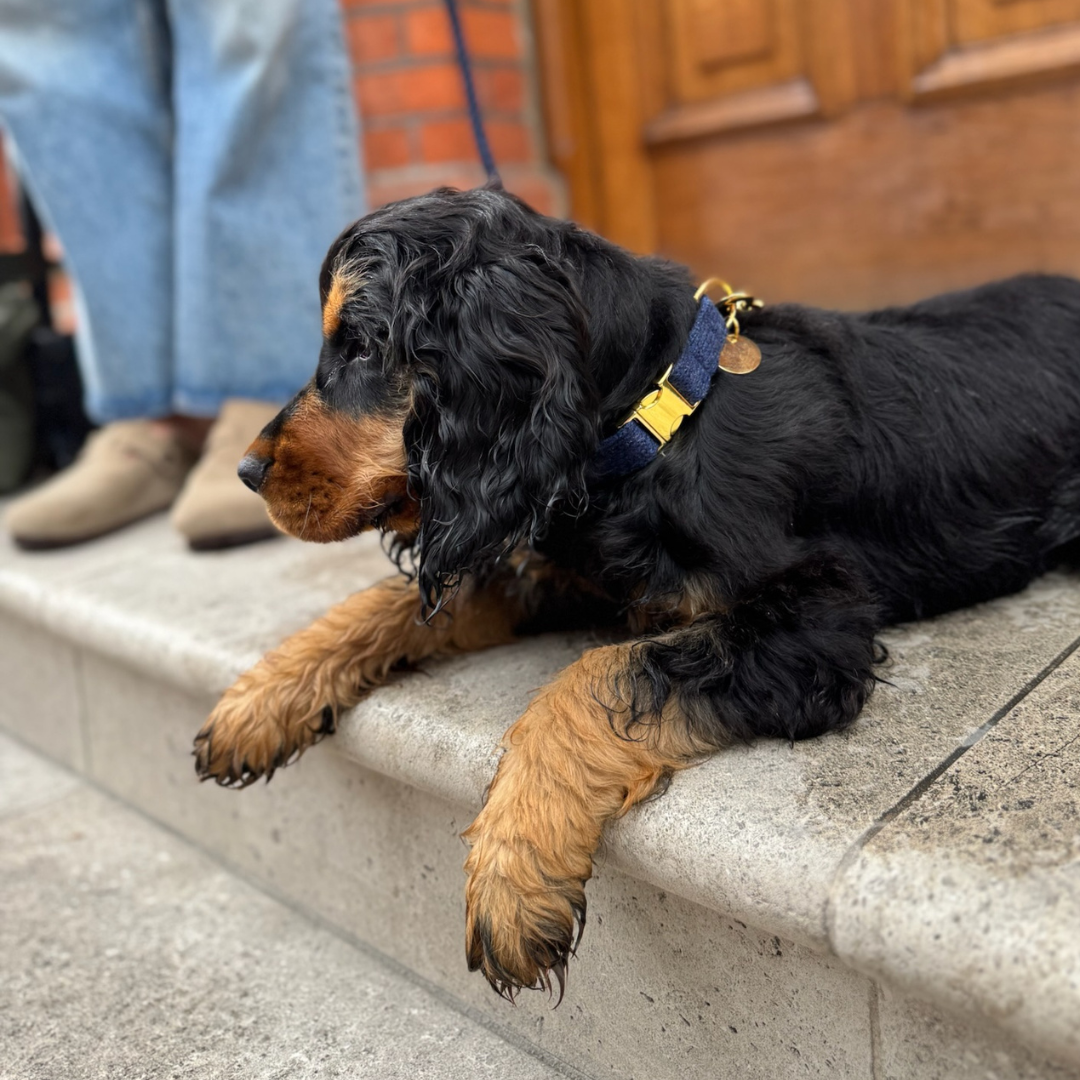 Midnight - Holly Collection - Puppy Pack
