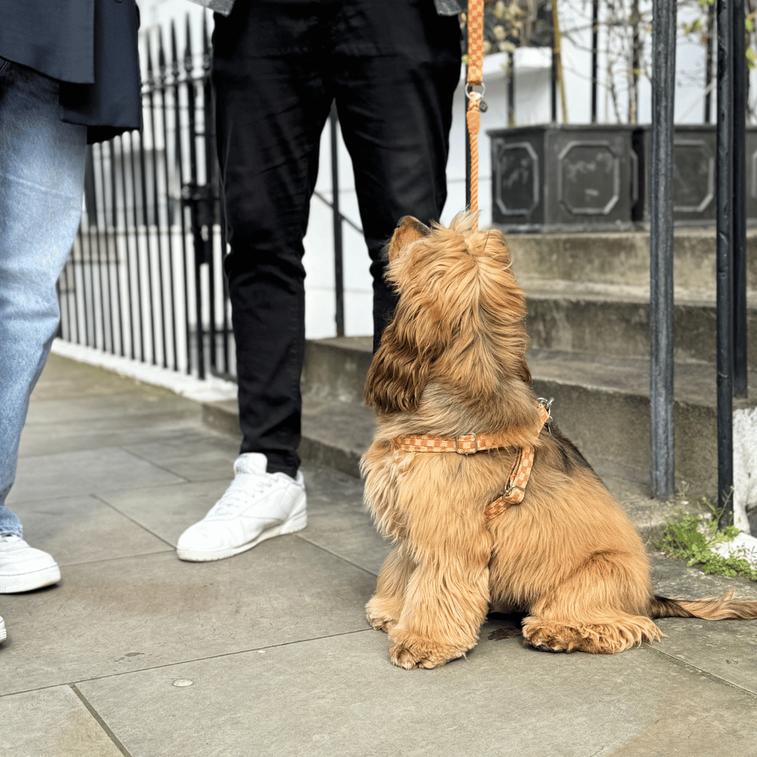 Melon - SS24 Collection - Luxury Rope Dog Lead
