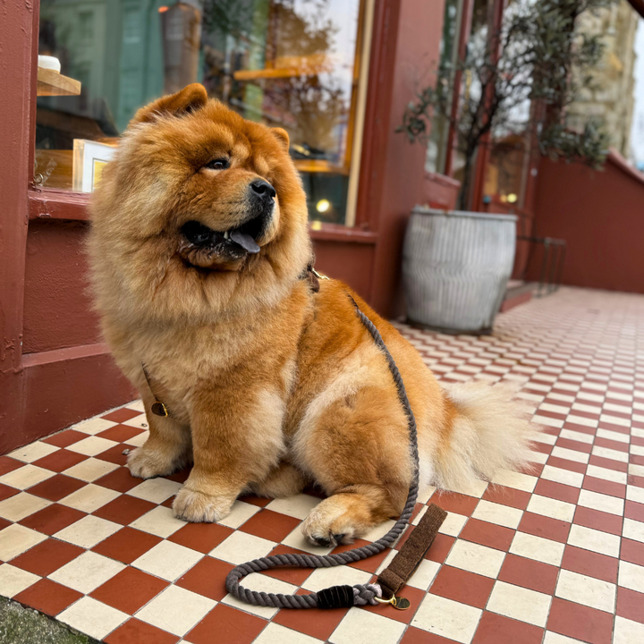 Bran - Debonair Collection - Luxury Dog Harness