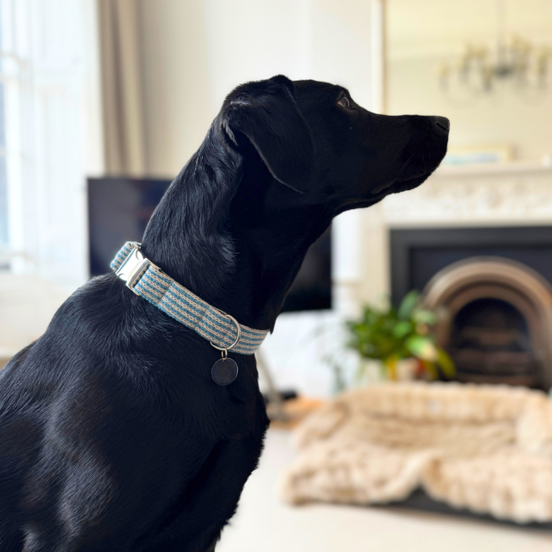 Sorbet - Tutti Collection - Luxury Dog Collar