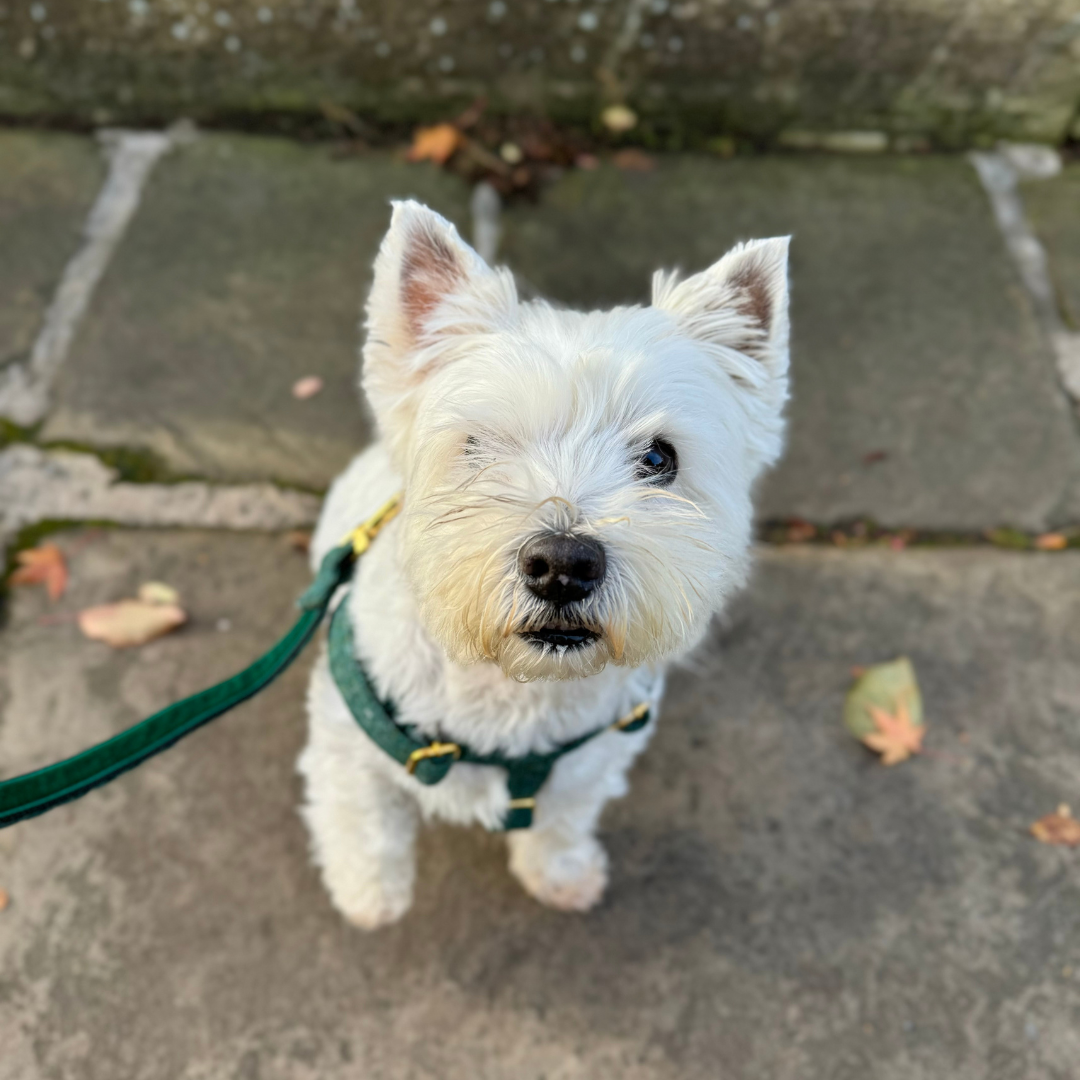 Tundra - The Holly Collection - Luxury Dog Harness