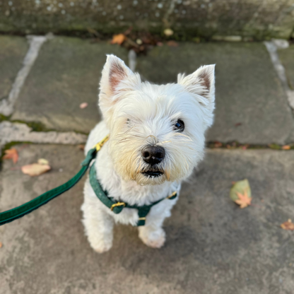 Tundra - The Holly Collection - Luxury Dog Harness