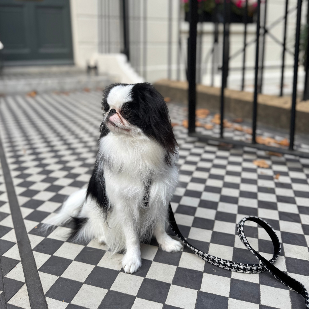 Soho - Houndstooth '25 Collection - Luxury Dog Harness