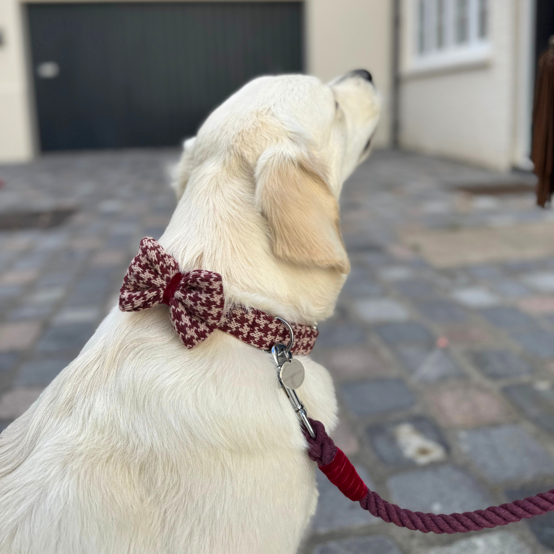 Knightsbridge - Houndstooth '25 Collection - Puppy Pack