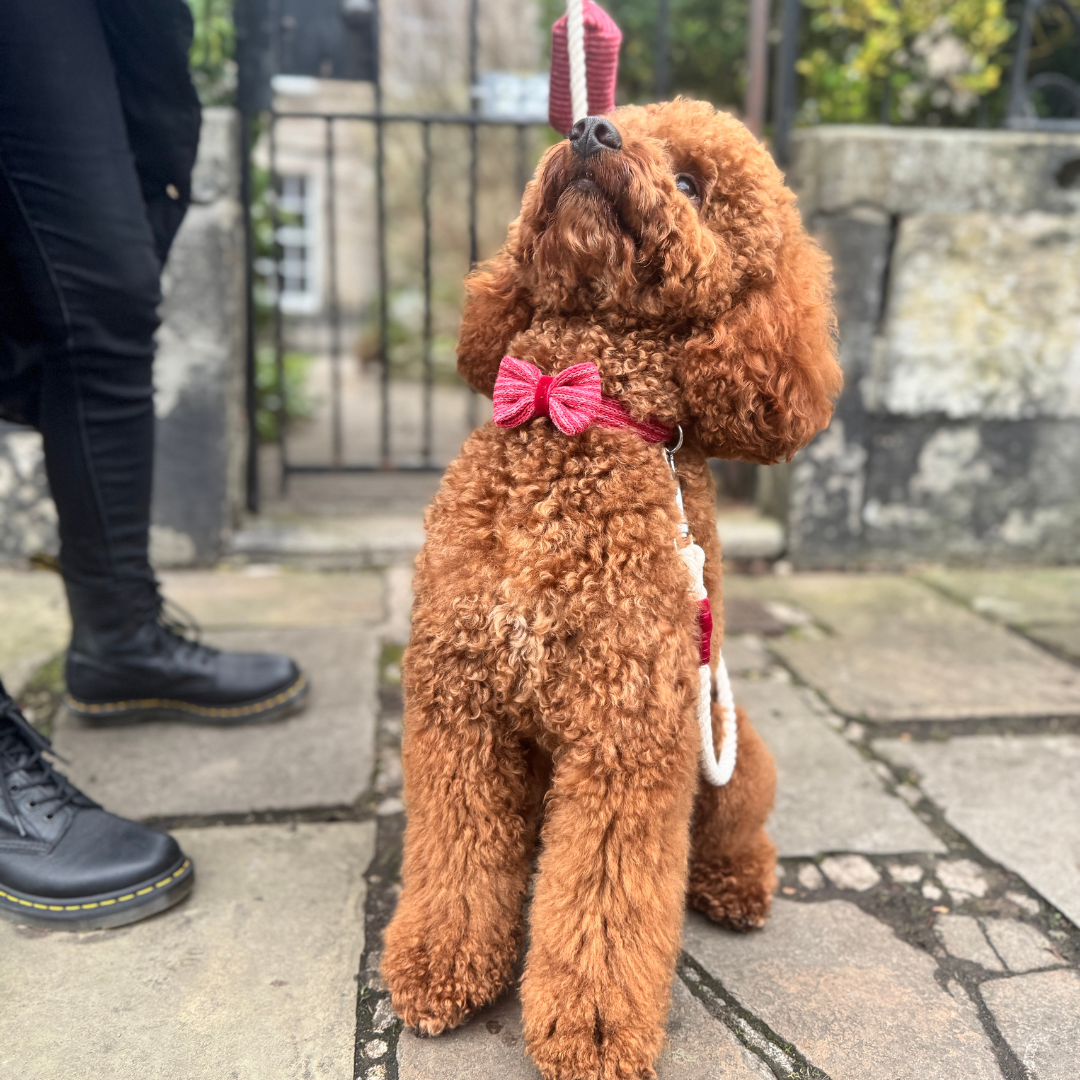 A Bond Like No Other - Dog Bow Tie