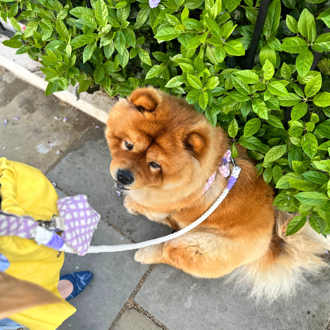 Lavender - Polkadot Collection - Rope Dog Lead
