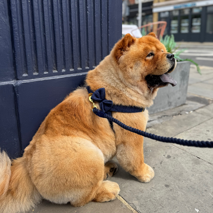Midnight - The Holly Collection - Luxury Dog Harness