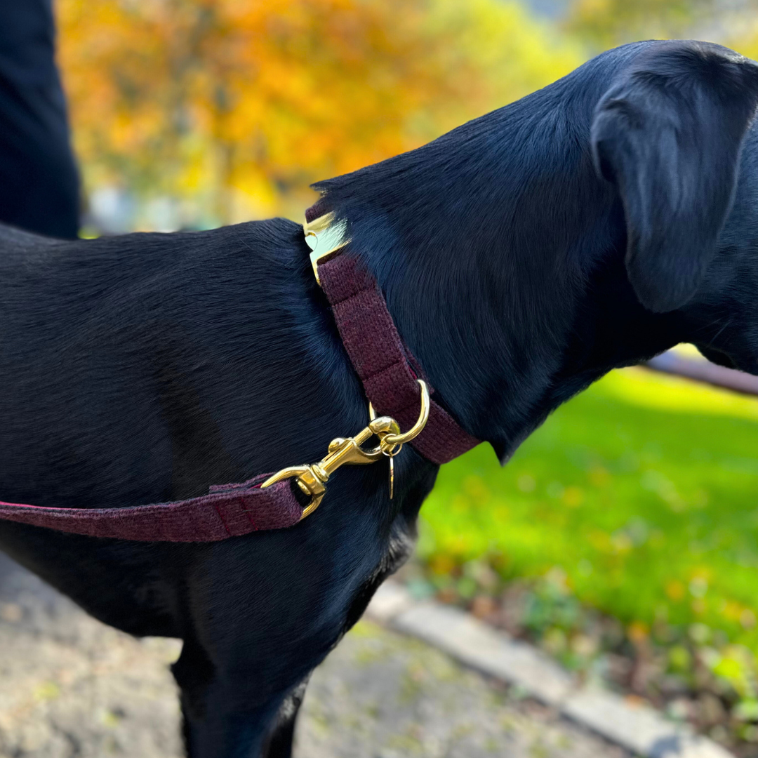 Burgundy - Debonair Collection - Luxury Dog Collar