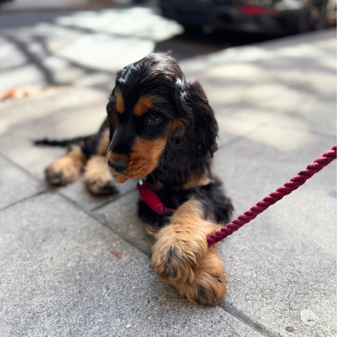 Knightsbridge - Houndstooth '25 Collection - Luxury Dog Collar