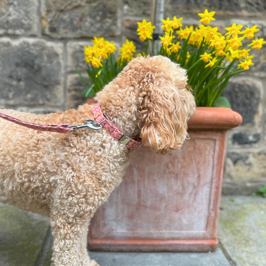 Peachy Punch - Bonbon Collection - Collar, Lead & Bow Tie Bundle