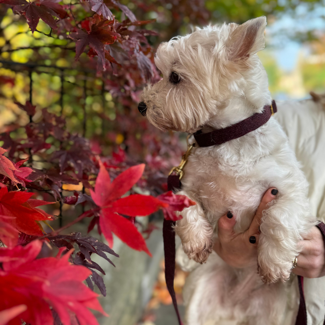 Burgundy - The Holly Collection - Collar, Lead & Bow Tie Set
