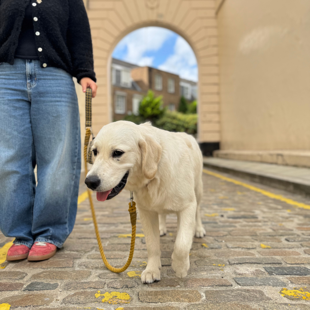 Richmond - Houndstooth '25 Collection - Puppy Pack
