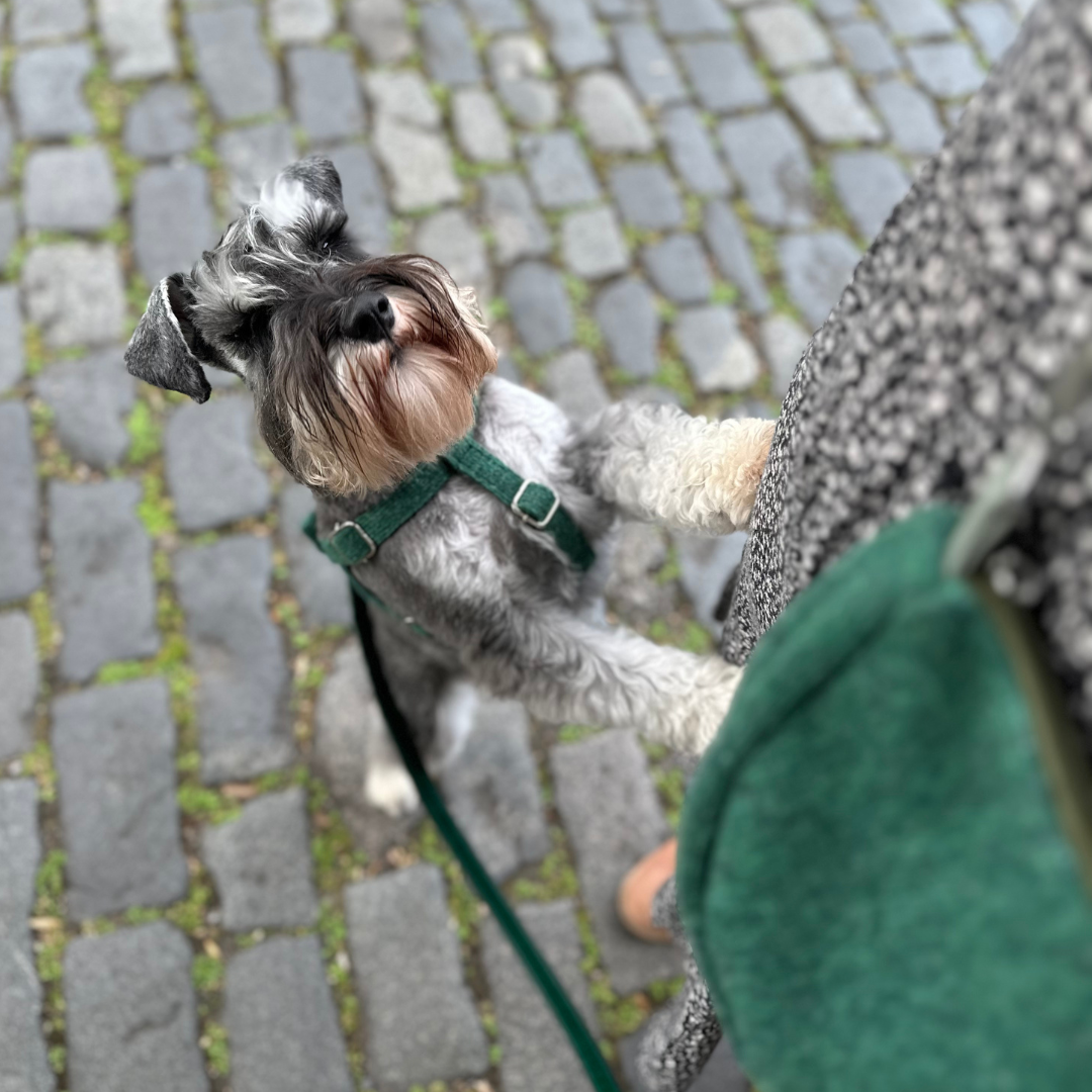 Clover Leaf - Autumn/Winter '23 Collection - Luxury Dog Harness