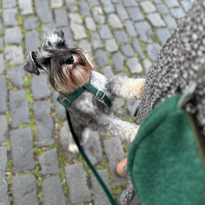 Clover Leaf - Autumn/Winter '23 Collection - Luxury Dog Harness