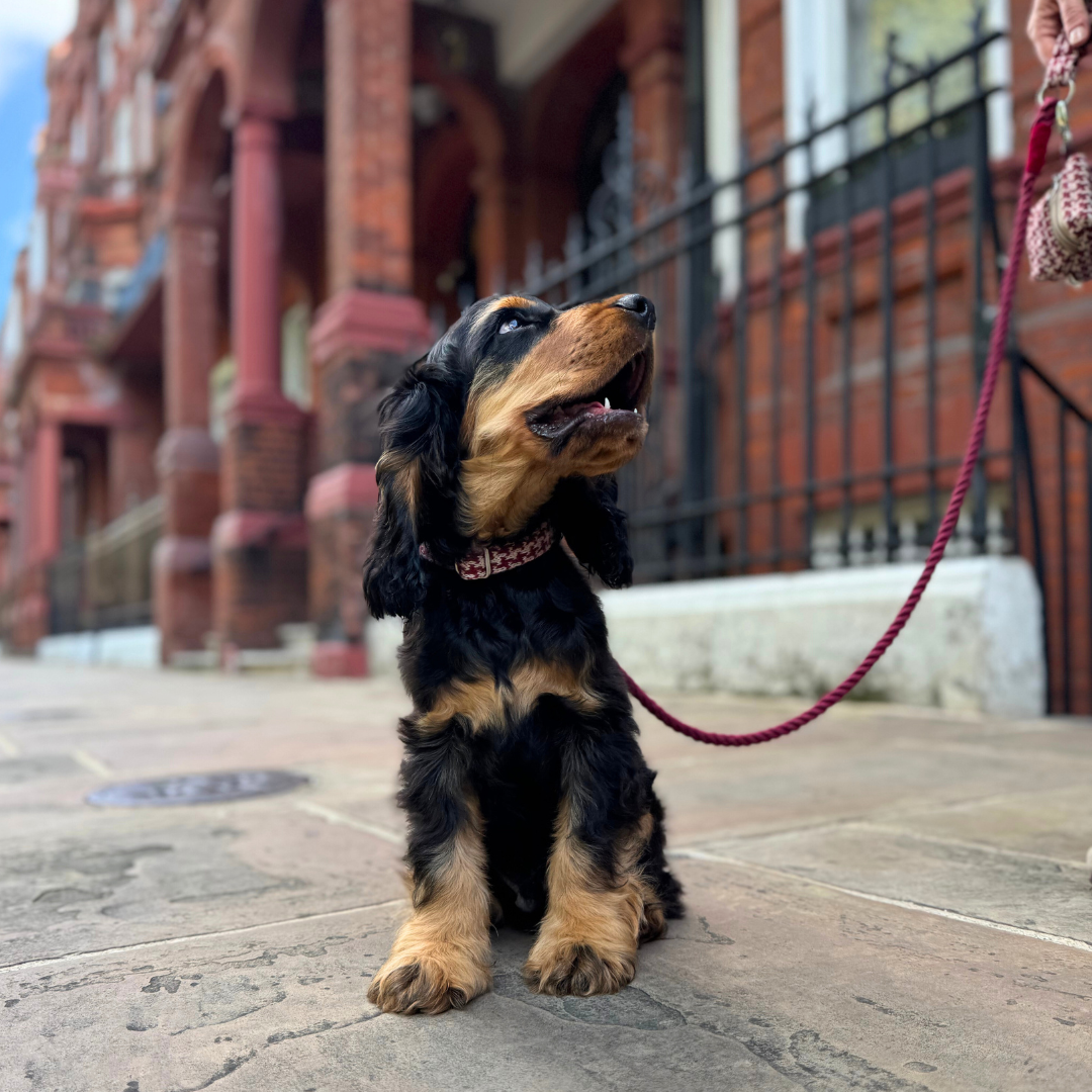 Knightsbridge - Houndstooth '25 Collection - Puppy Pack