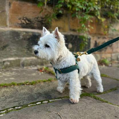 Tundra - The Holly Collection - Luxury Dog Harness