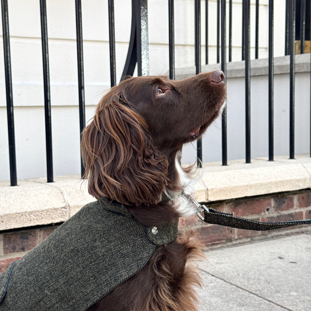 The Kenmore Design - Dog Coat - Glenlyon Collection