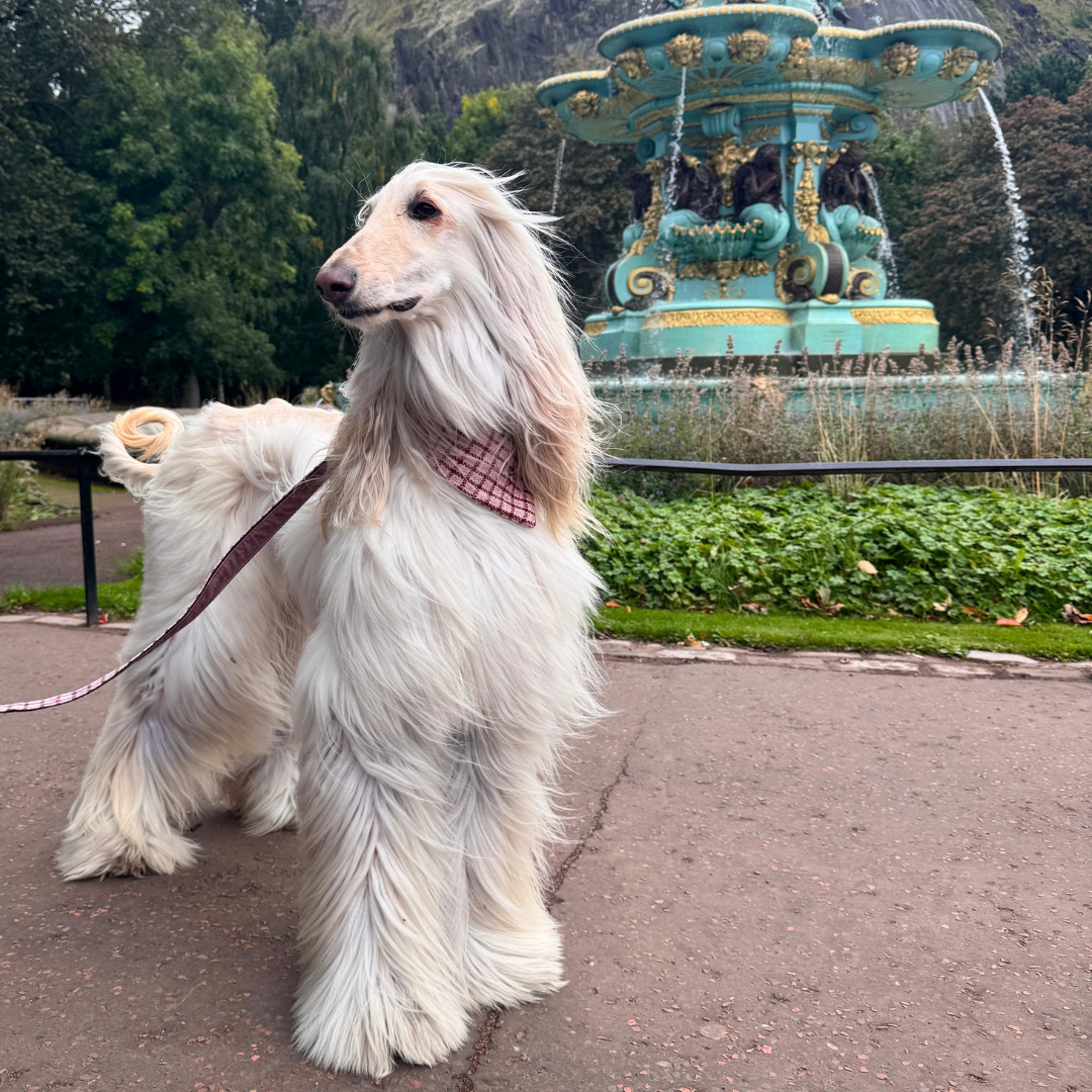 The Fearnan Design - Luxury Dog Lead - Glenlyon Collection