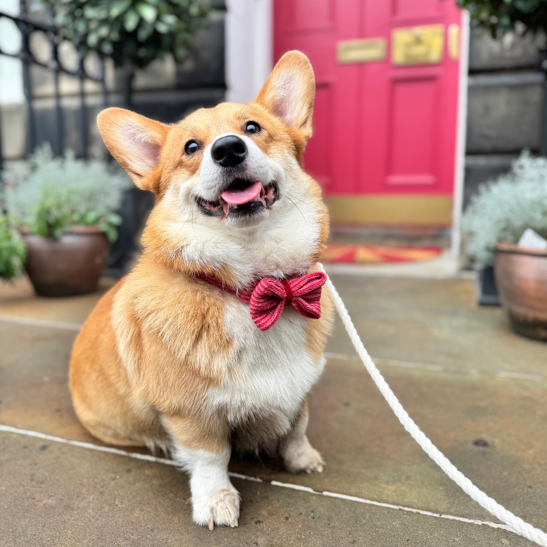 A Bond Like No Other - Dog Bow Tie
