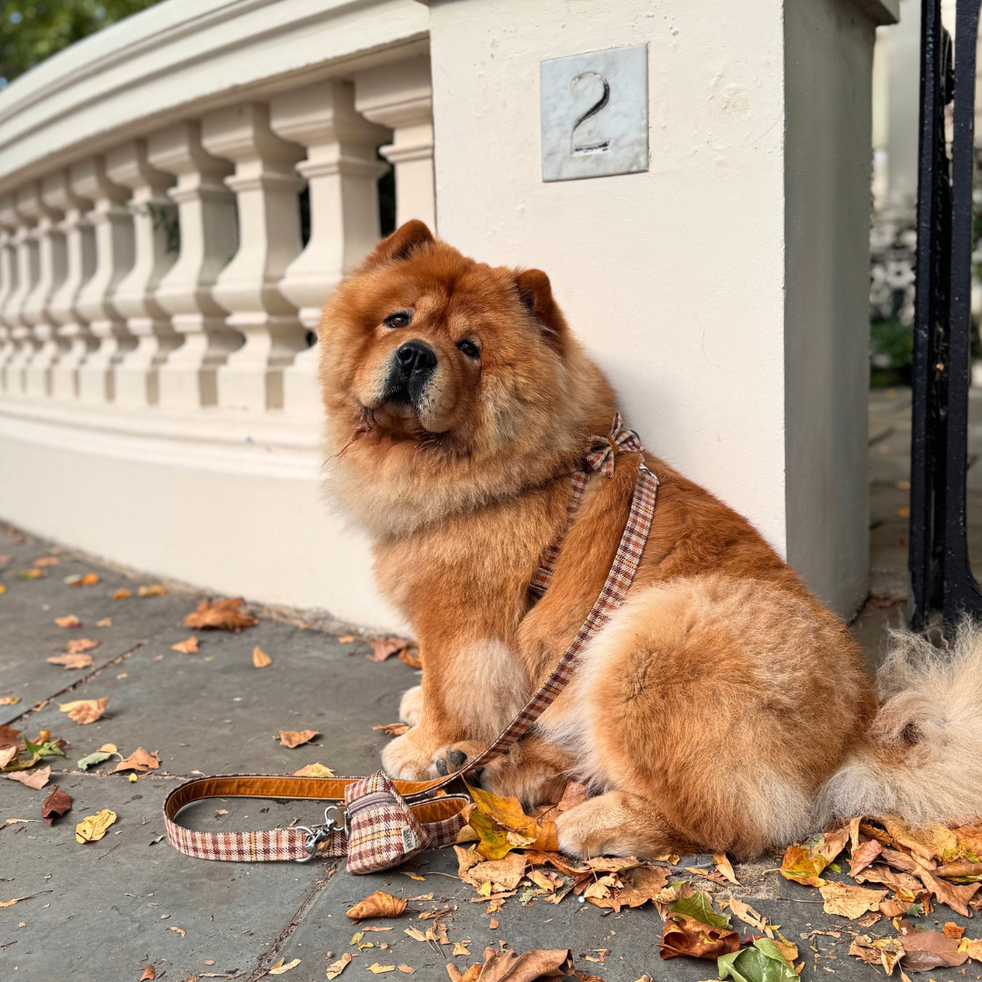 The Atholl Design - Luxury Dog Lead - Glenlyon Collection