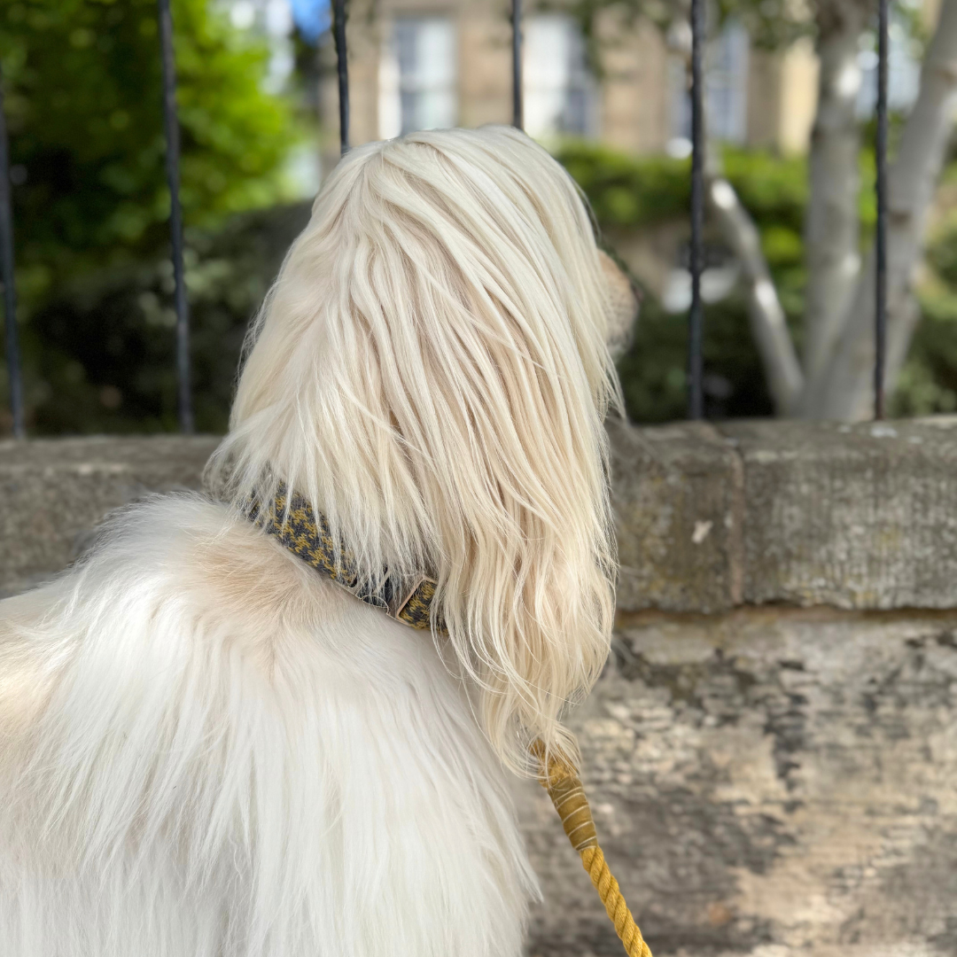 Richmond - Houndstooth '25 Collection - Luxury Dog Collar