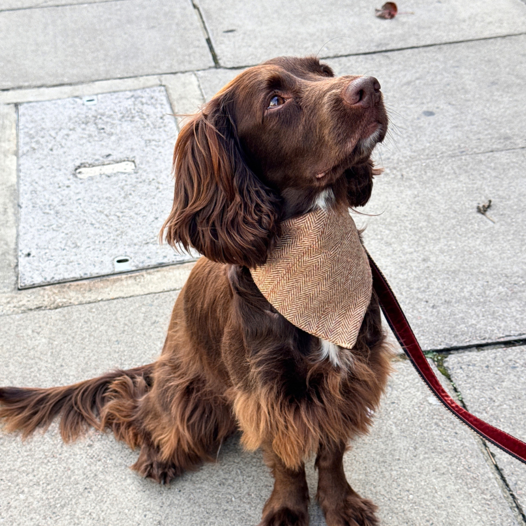 The Tummel Design - Dog Bandana - Glenlyon Collection