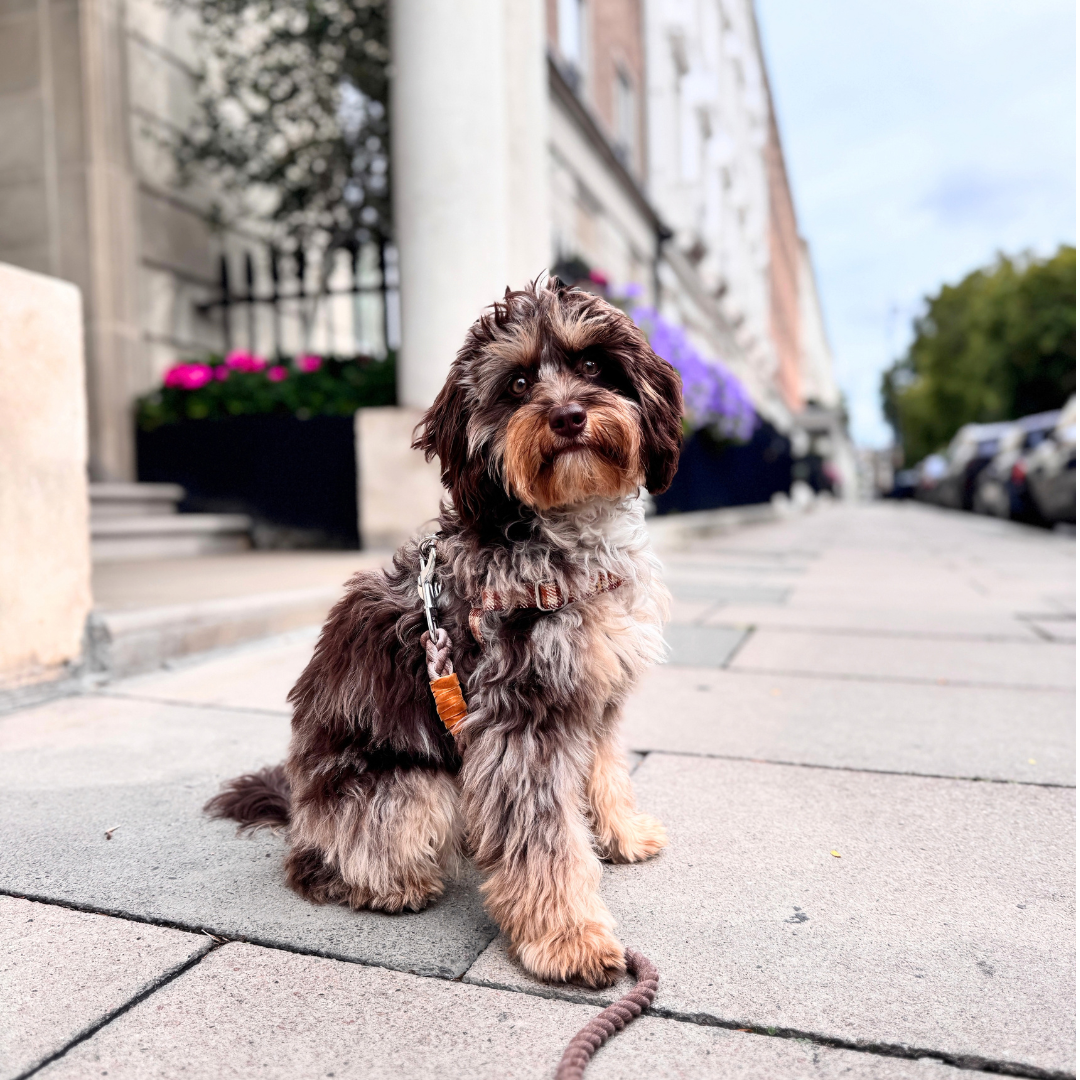 The Atholl Design - Luxury Dog Harness - Glenlyon Collection
