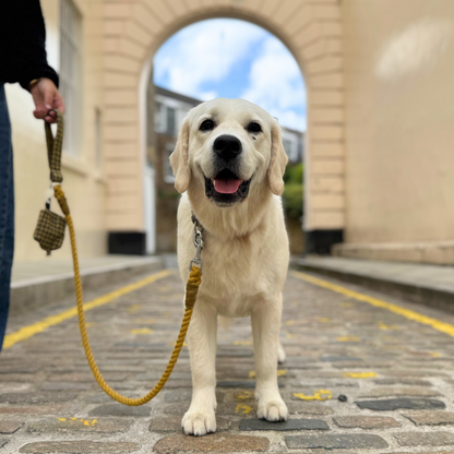 Richmond - Houndstooth '25 Collection - Luxury Dog Collar