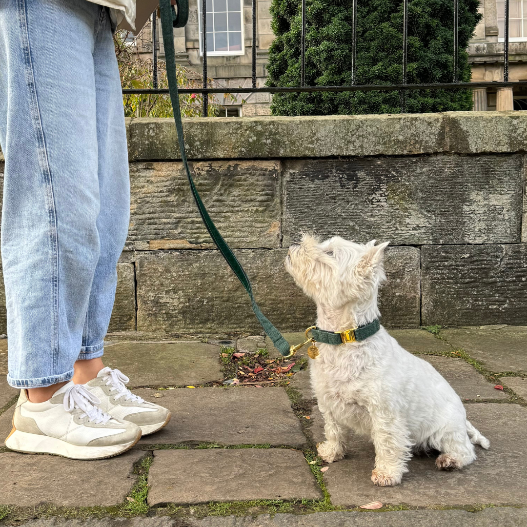 Tundra - The Holly Collection - Luxury Dog Lead