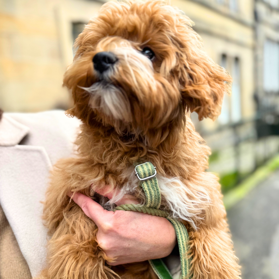 Pistachio - Tutti Collection - Luxury Dog Harness