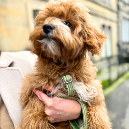 Pistachio - Tutti Collection - Luxury Dog Harness