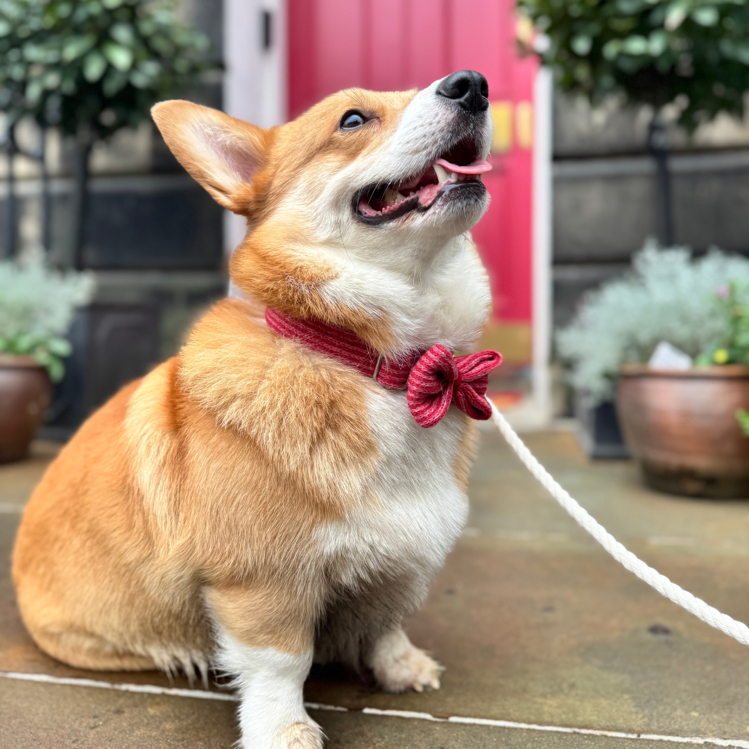 A Bond Like No Other - Rope Dog Lead