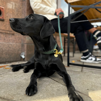 Tundra - Holly Collection - Puppy Pack